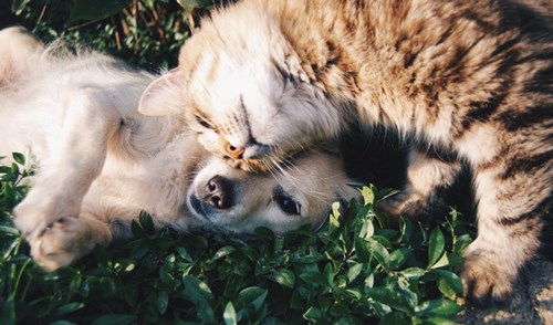 Dog and cat laying on the grass.