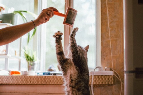 A person trying to have a clean home with pets by brushing a cat with a pet brush.