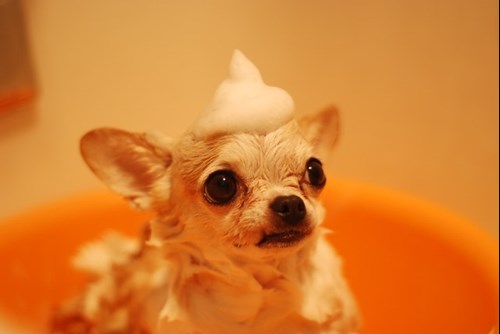 A dog in the middle of the shower.